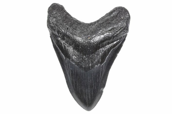 Fossil Megalodon Tooth - South Carolina #358976